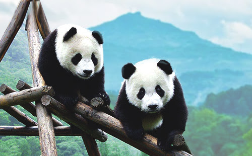 Study tour (Overseas)